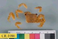 藏品(方形大額蟹)的圖片